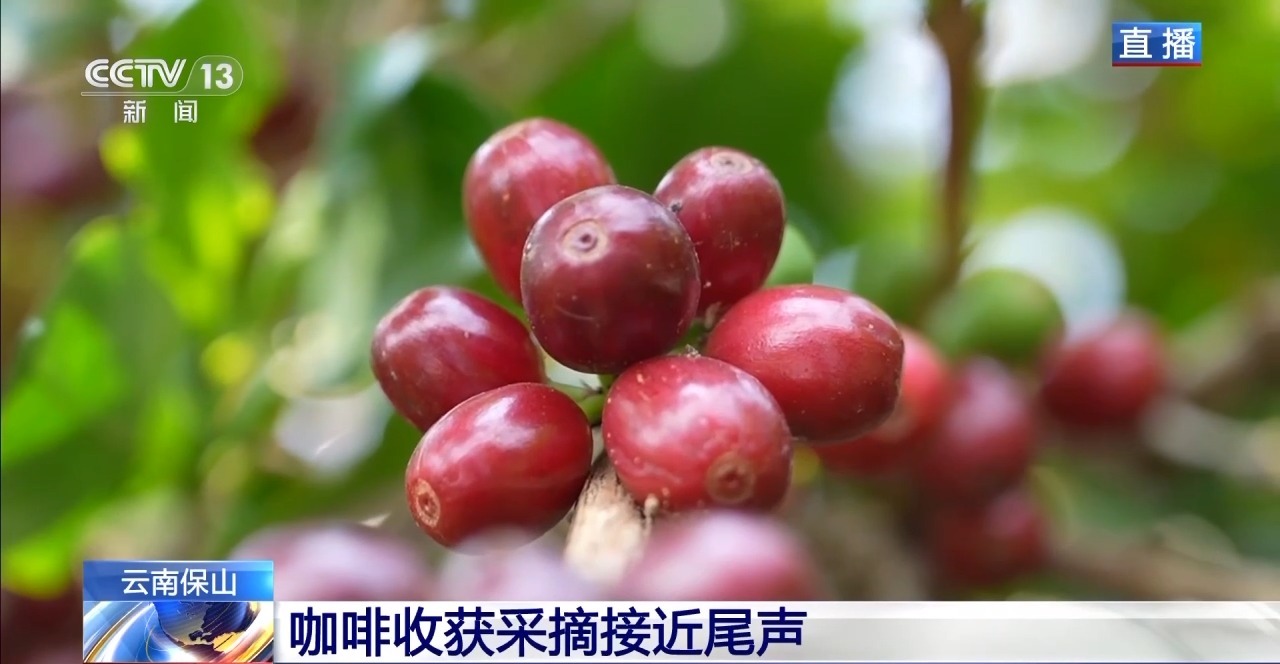 ” 两张产业名片助力云南经济腾飞不朽情缘app“左手咖啡右手茶(图10)
