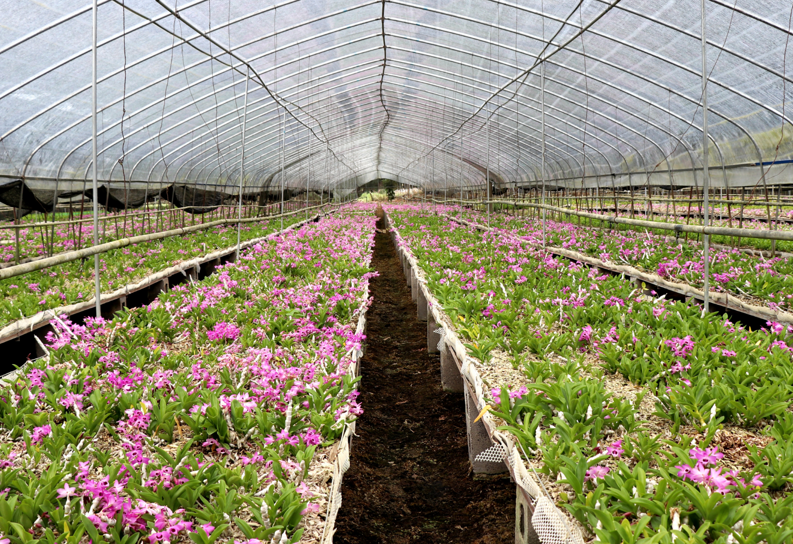 通绘就龙陵“三色”新画卷不朽情缘平台网站绿美交(图1)